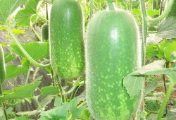 今日吃瓜热门大瓜每日更新51